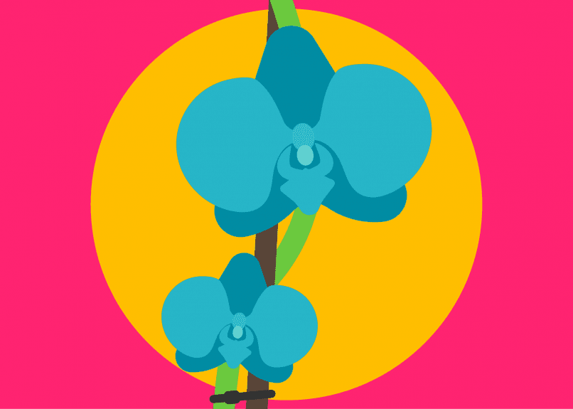 A graphic image featuring two blue orchids with a bold yellow circle backdrop, against a pink background. The design is a metaphorical depiction of the term 'Blue Vulva', using the blue orchids to symbolize the concept in a visually abstract and non-liter