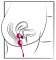 Kegel Training Balls with Extra Weights